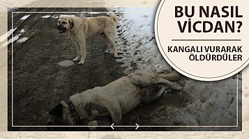 Bu nasıl vicdan? Kangal köpeği vurularak öldürüldü